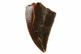 Serrated, Raptor Tooth - Real Dinosaur Tooth #163847-1